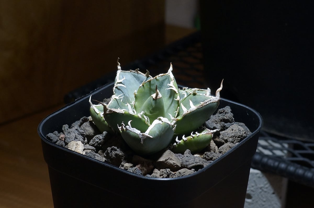 アガベ チタノタ 南アフリカダイヤモンド / SAD-06 | アガベ専門店