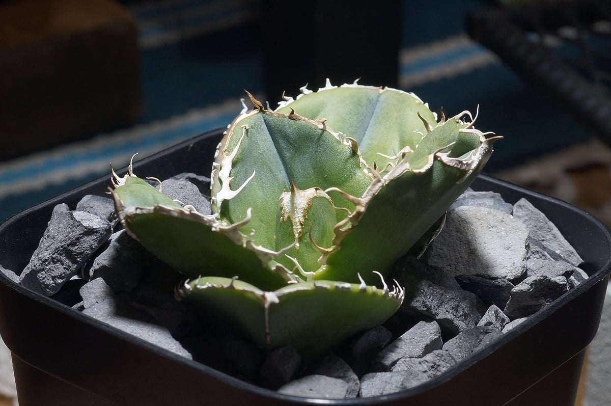 アガベチタノタ　蚩尤 アガベ チタノタ 蚩尤 / SY-02 | アガベ専門店 モンスターハウス