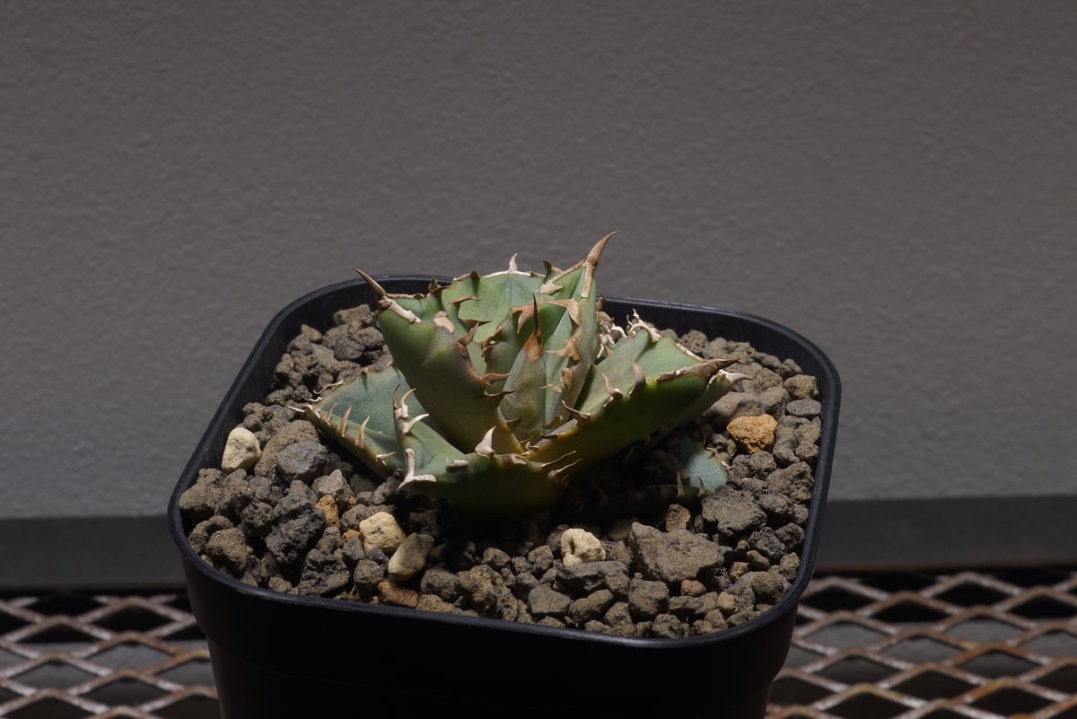 アガベ チタノタ 夕映厳竜/子株 YB-11 | アガベ専門店