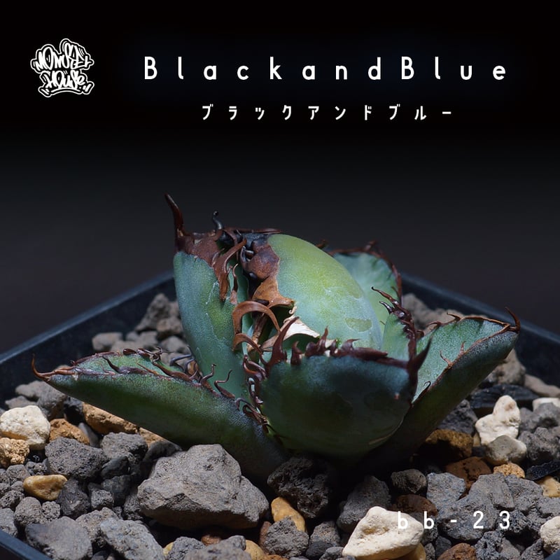 アガベ チタノタ ブラックアンドブルー/bb-23 | アガベ専門店 アガベ チタノタ ブラックアンドブルー/bb-23 | アガベ専門店
