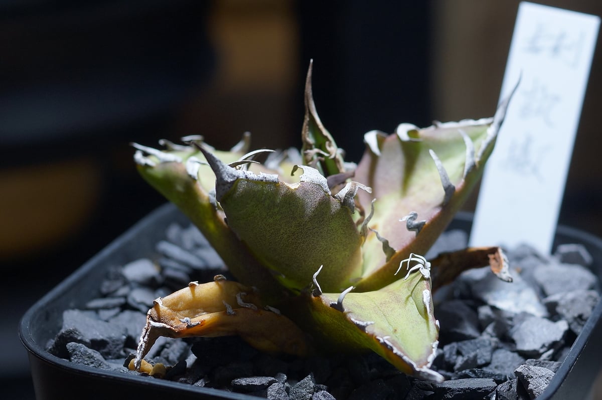 毒刺産　極上血統シーザー　アガベ アガベ チタノタ シーザー 凱撒/ 毒刺産 cae-14 | アガベ専門店