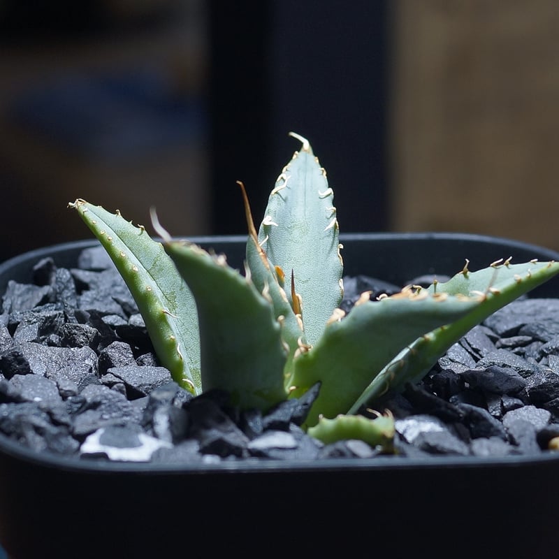 よ*ー様 アガベハイブリッド　妖炎　姫厳龍 よ*ー様 アガベハイブリッド 妖炎 姫厳龍 アガベ 妖炎×姫