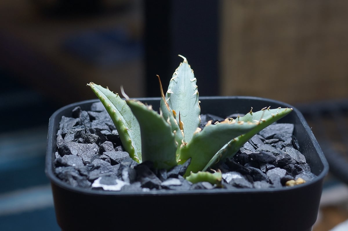 アガベ　ハイブリッド　象牙妖炎×楊貴妃　 プレステラ90 ① アガベ ハイブリッド 象牙妖炎×楊貴妃 プレステラ90 ① アガベ