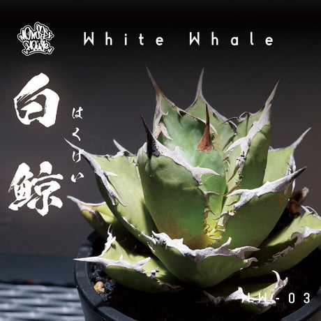 CATEGORY チタノタ 白鯨 | アガベ専門店 モンスターハウス