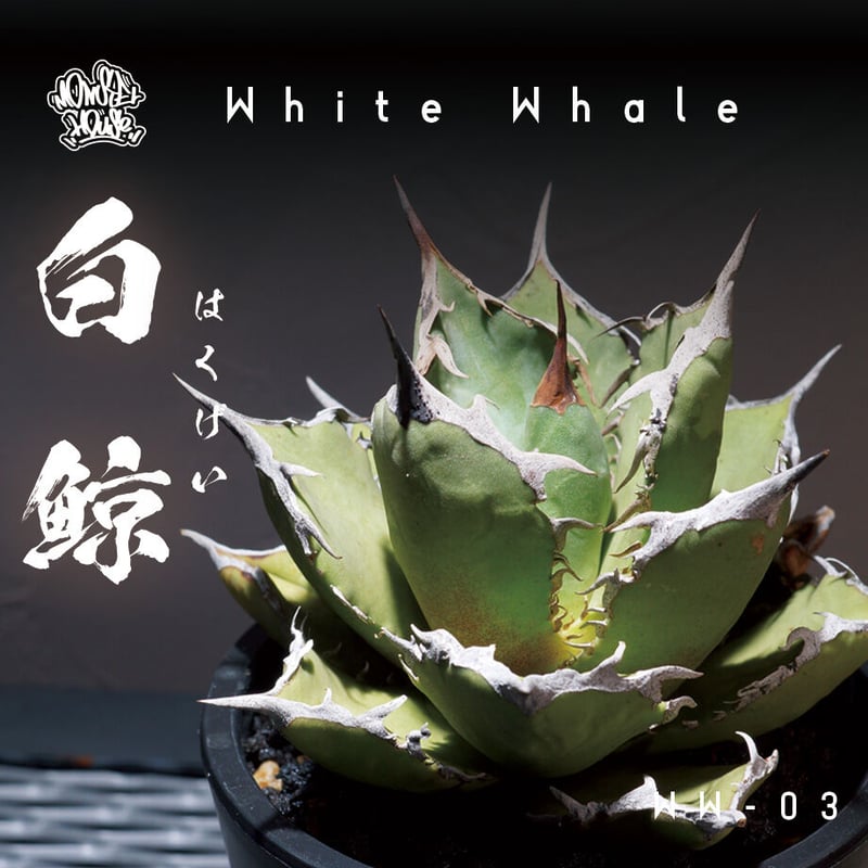 アガベチタノタ白鯨 中株 鉢付き(WW-03) | アガベ専門店 アガベチタノタ白鯨 中株 鉢付き(WW-03) | アガベ専門店