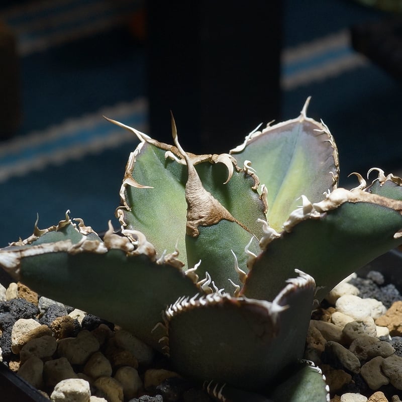 アガベ チタノタ 緑幽霊 / GG-06 | アガベ専門店 モンスターハウス