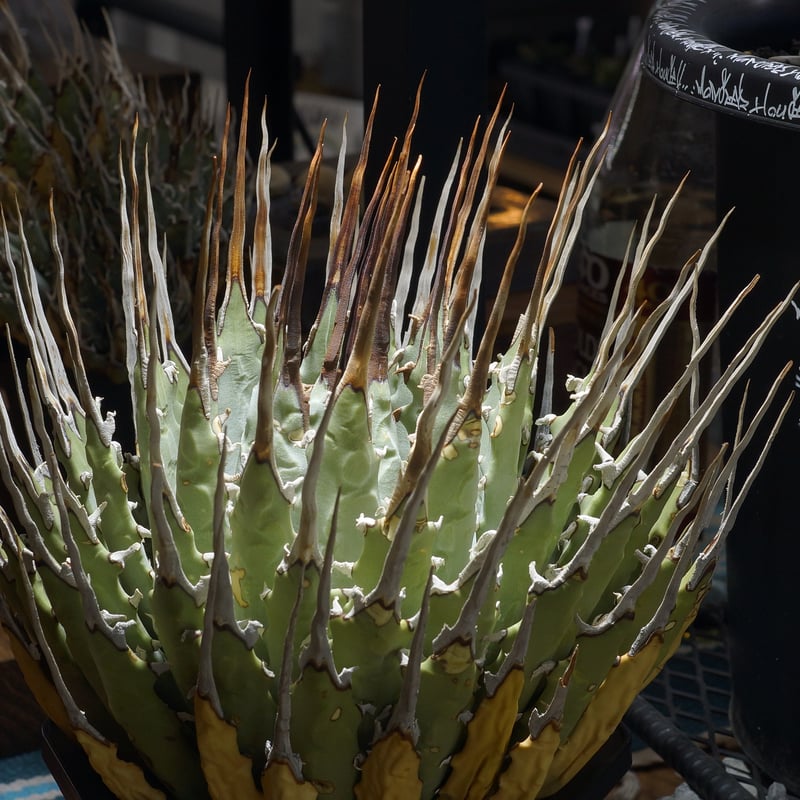 80 アガベ ユタエンシス エボリスピナ アガベ ユタエンシス エボリスピナ（US株） OS10 – linkplants -リンク