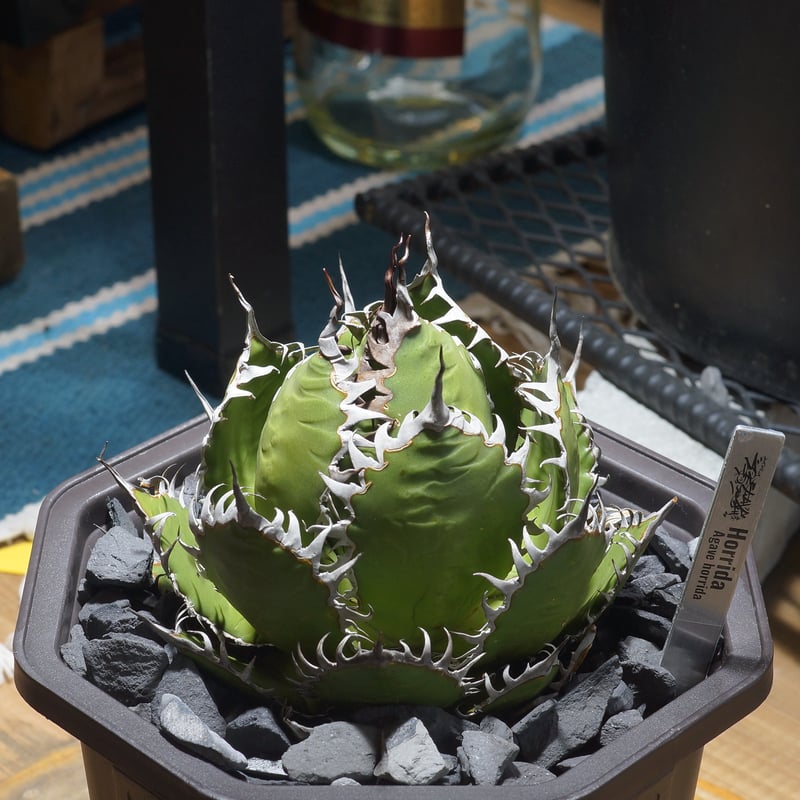 アガベ ホリダ hh-02 | アガベ専門店 モンスターハウス