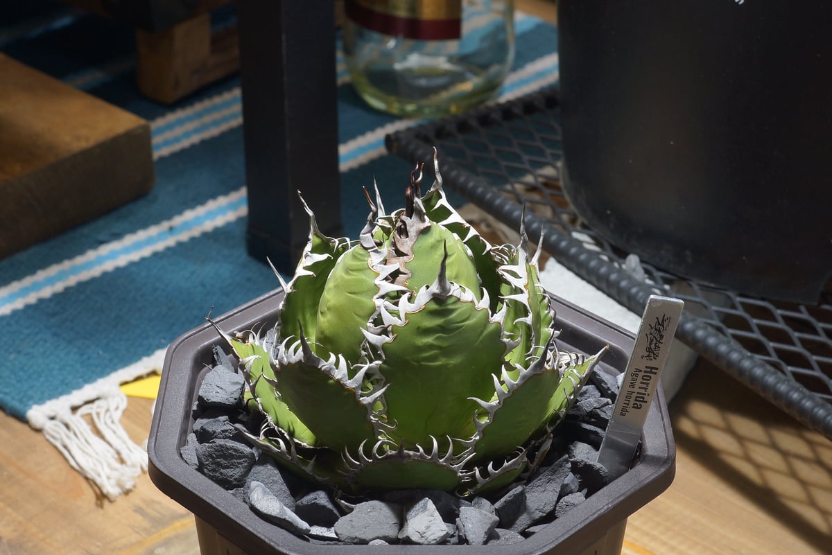 アガベ ホリダ hh-02 | アガベ専門店 モンスターハウス