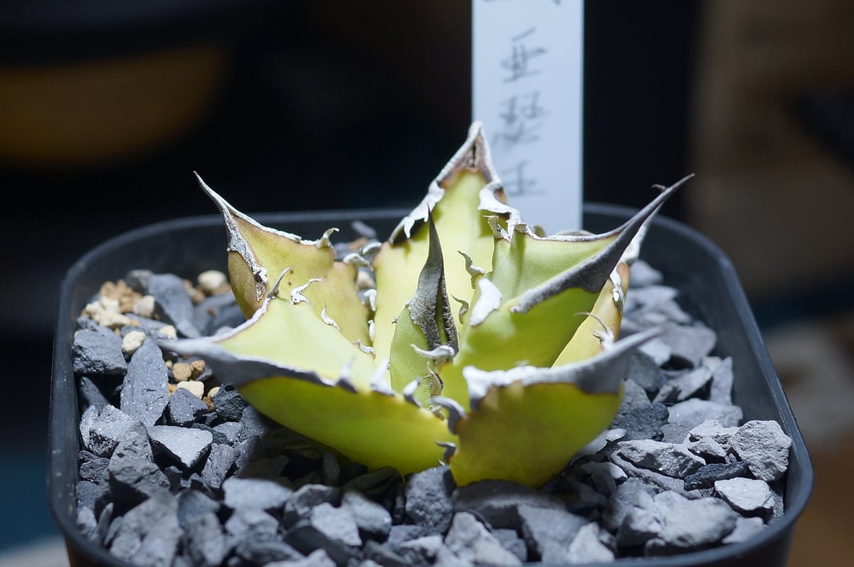 アガベ チタノタ キングアーサー/ 毒刺産 ka-02 | アガベ専門店