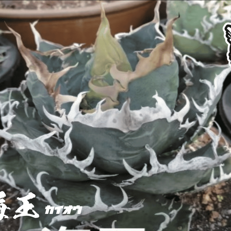アガベ チタノタ 海王 / KO-04 | アガベ専門店 モンスターハウス