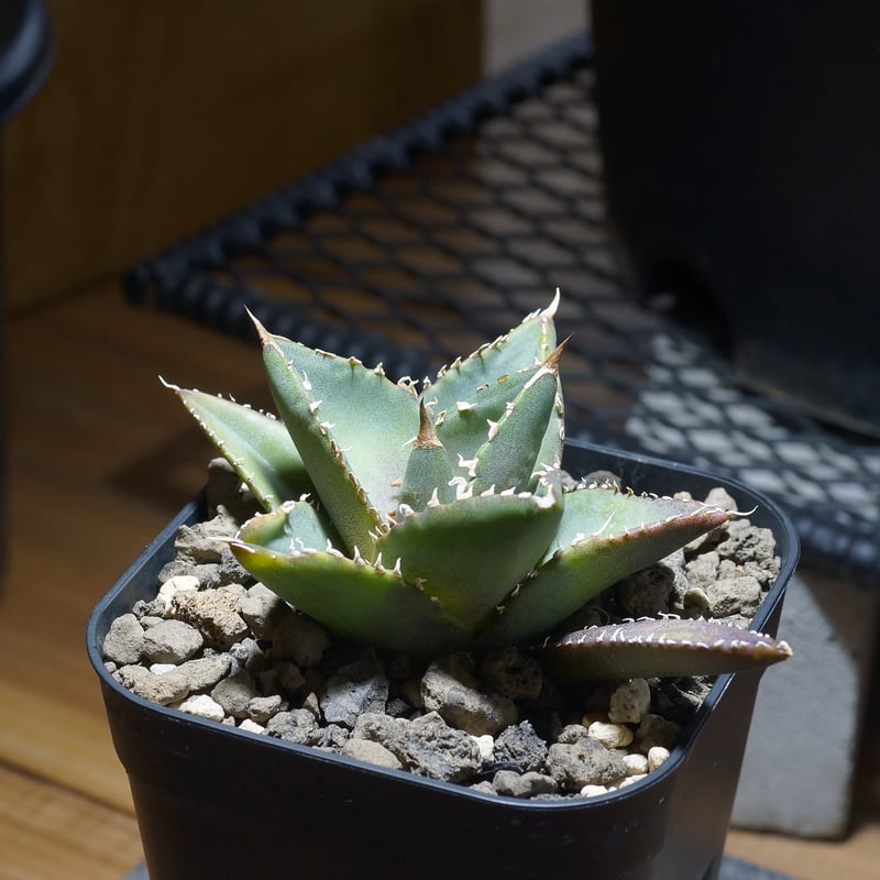 アガベ チタノタ 海王 / KO-01 | アガベ専門店 モンスターハウス