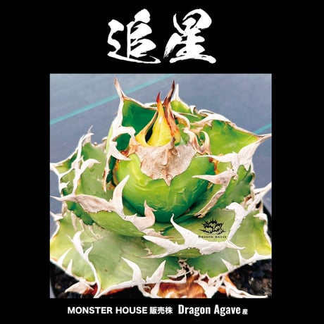 アガベ チタノタ 追星/ Dragon Agave産 COK-02