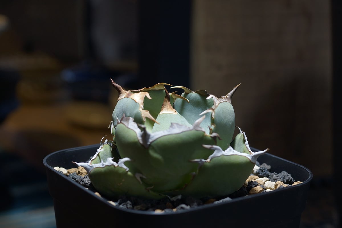 【稀少高騰品種】45 白火焔 × ジャガーノートhyb 丸葉アガベチタノタ 稀少高騰品種】45 白火焔 × ジャガーノートhyb 丸葉アガベチタノタ