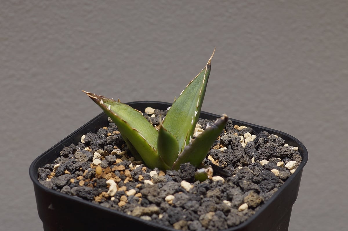 アガベ　チタノタ　ハデス　黒帝斯 アガベ・チタノタ 