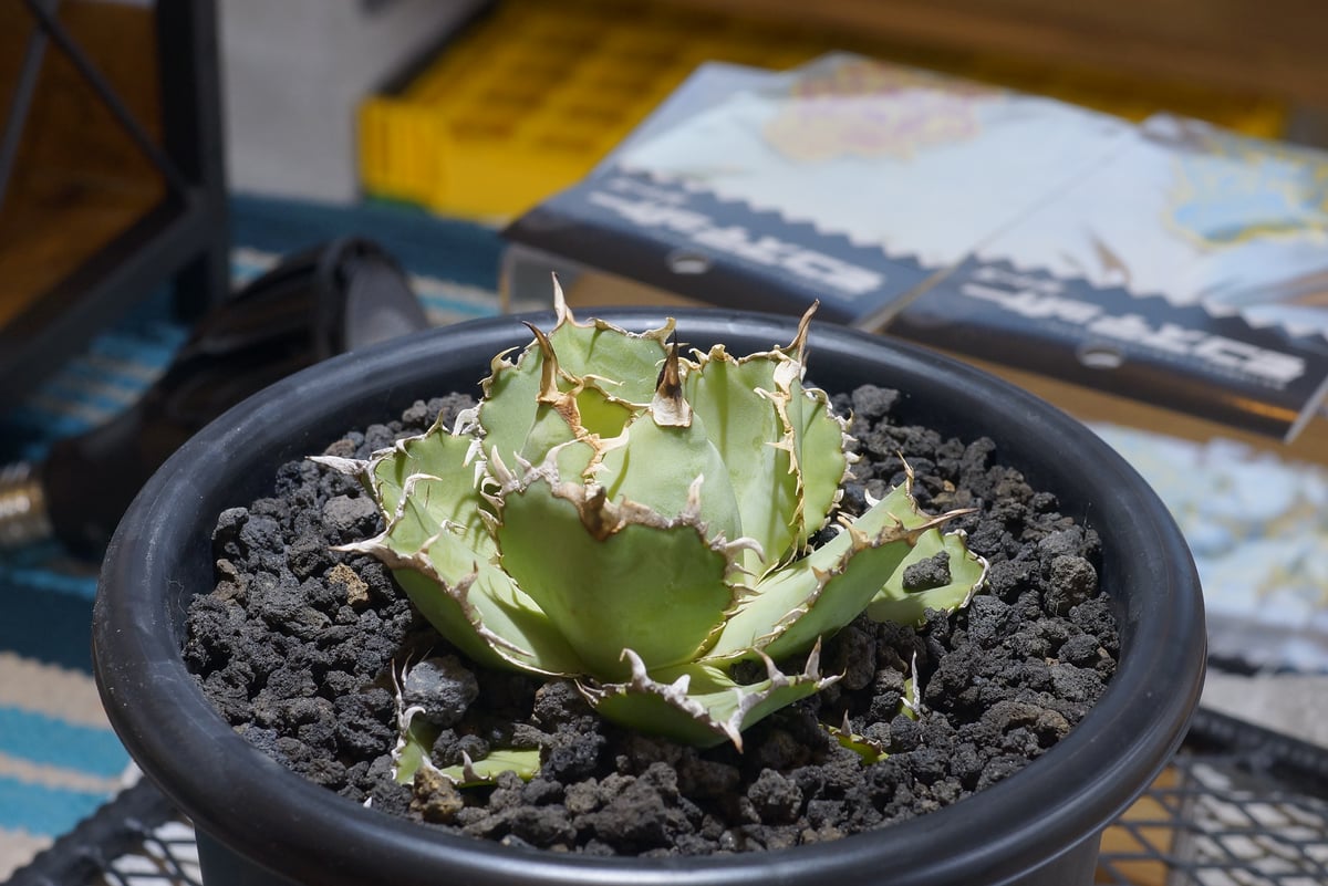 アガベ チタノタ フィリグリー /fg-04 | アガベ専門店 モンスターハウス