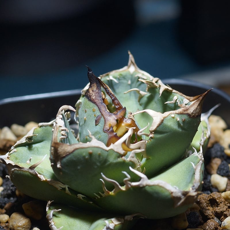 アガベ チタノタ オテロイ 疣猪 イボイノシシ ブツブツ 7 AGAVE