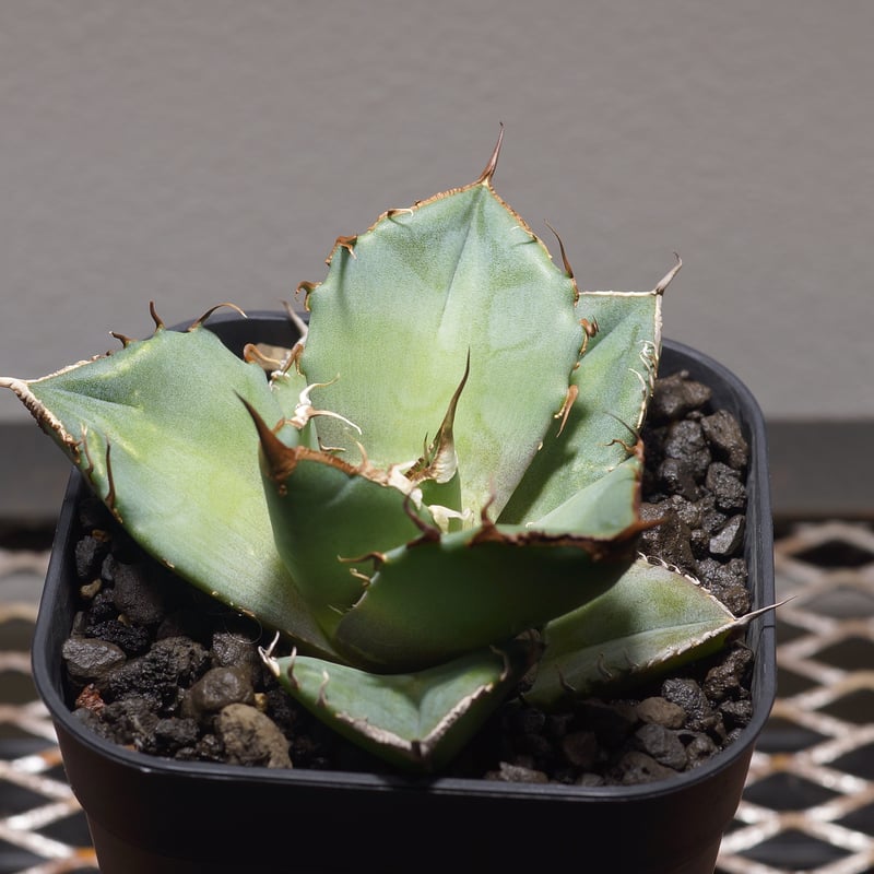 アガベ チタノタ 黒豹/子株 BP-06 | アガベ専門店 モンスターハウス