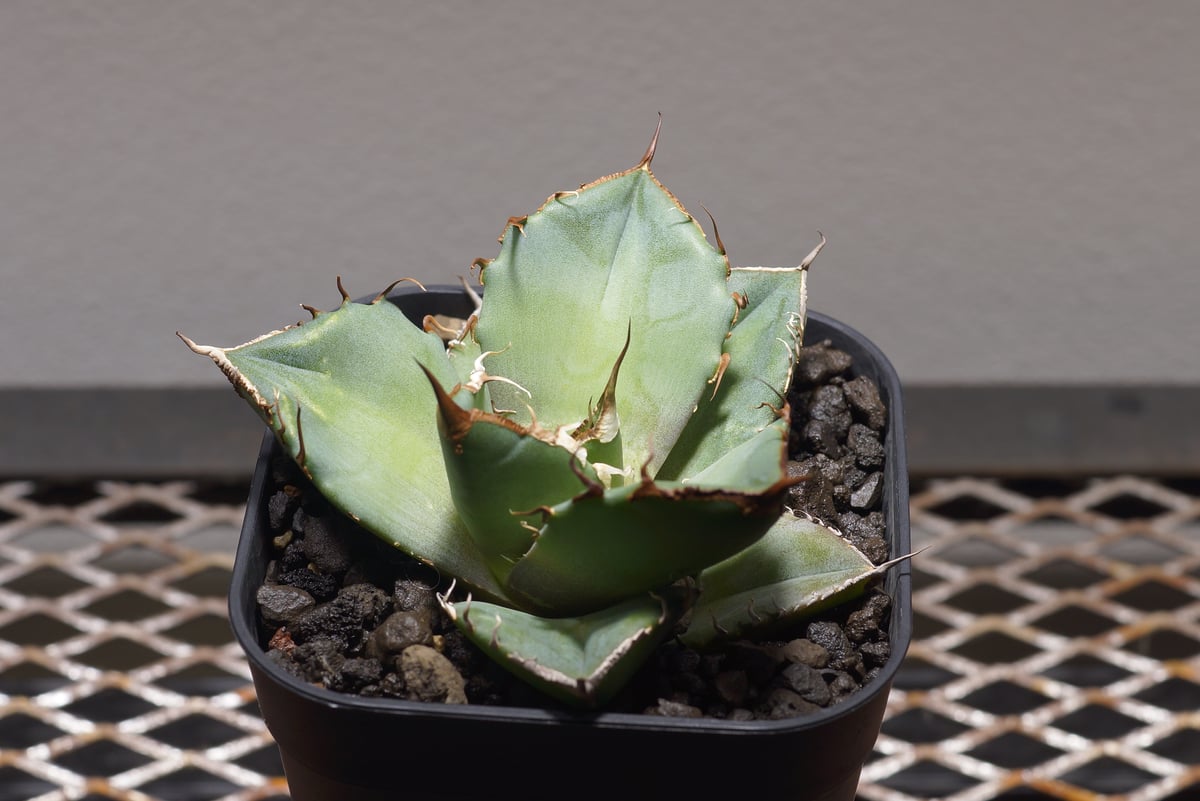 アガベ チタノタ 黒豹/子株 BP-06 | アガベ専門店 モンスターハウス