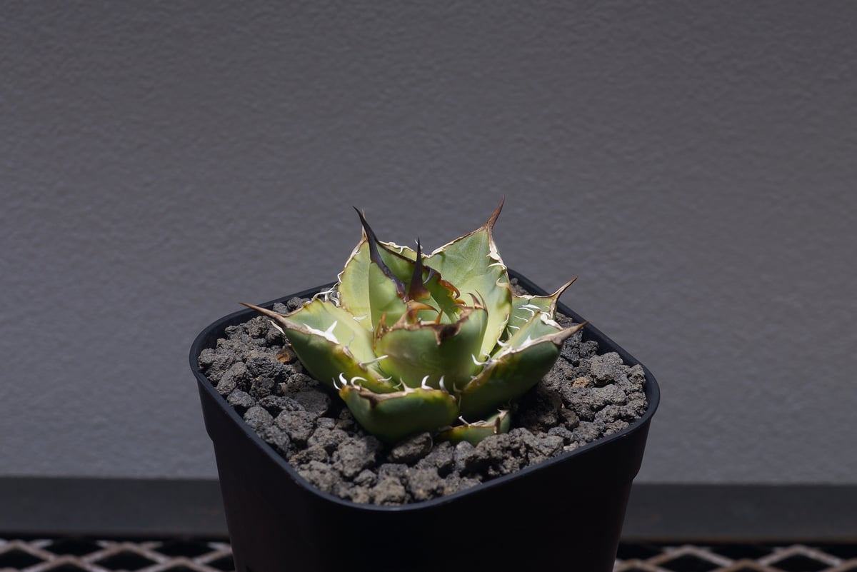 アガベ チタノタ ナンバーワン 【子株】 アガベ チタノタ ナンバーワン錦/子株 N1-06 | アガベ専門店