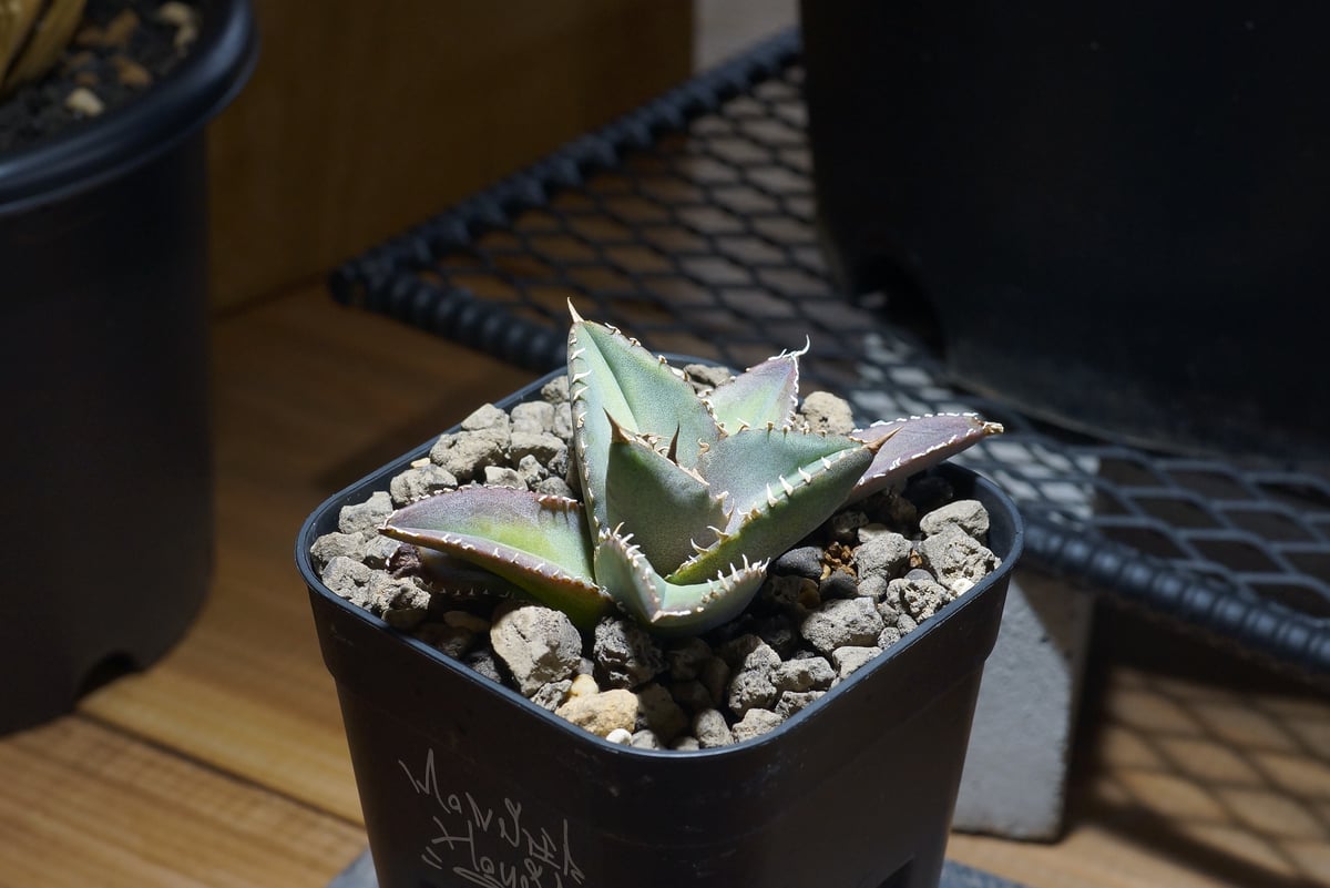 アガベ チタノタ 海王 / KO-03 | アガベ専門店 モンスターハウス