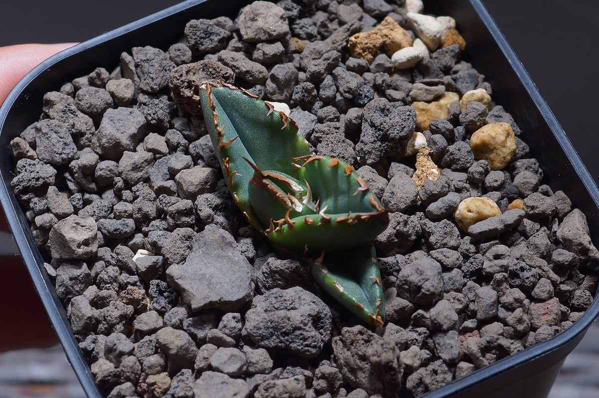 アガベ チタノタ ホワイトファイヤー/白火焔 WF-04 | アガベ専門店