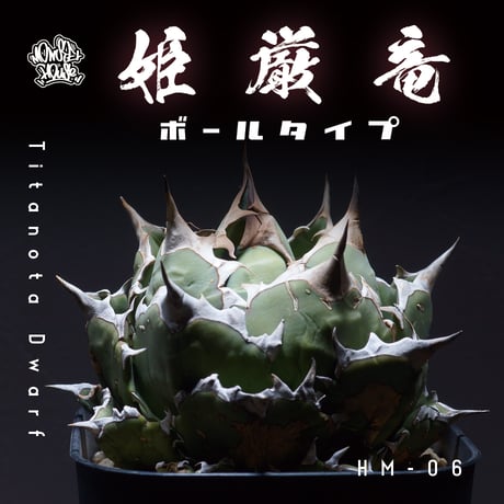 アガベ チタノタ 姫厳竜（ボールタイプ）/ HM-06