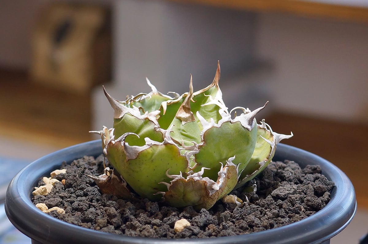 【coco】アガベ チタノタ 白鯨 アガベ・チタノタ白鯨（縞斑）中-002｜agave titanota white