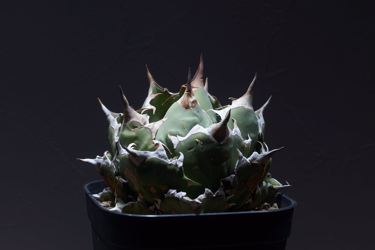 アガベ チタノタ 姫厳竜（ボールタイプ）/ HM-06 | アガベ専門店