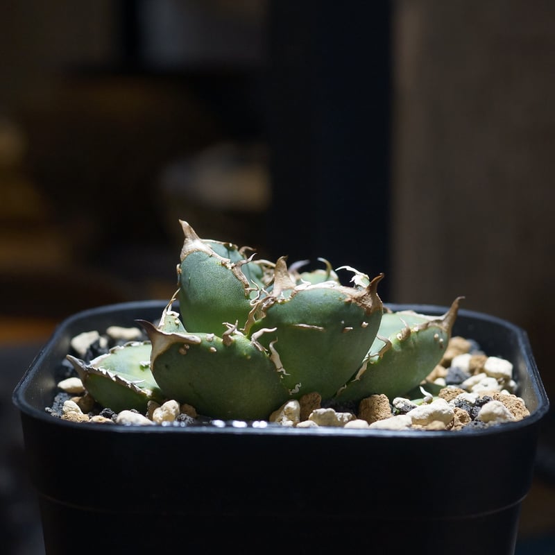 アガベ チタノタ 疣猪 / イボイノシシ WT-01 | アガベ専門店