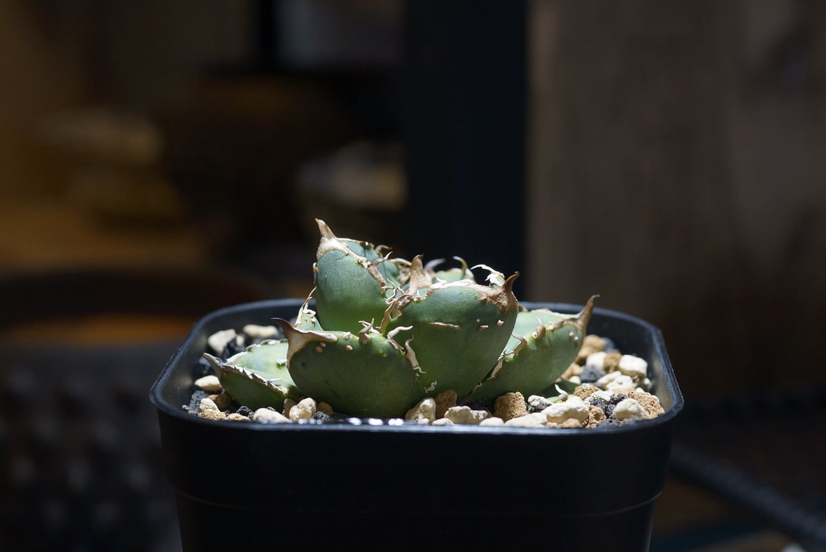 アガベ チタノタ 疣猪 / イボイノシシ WT-01 | アガベ専門店