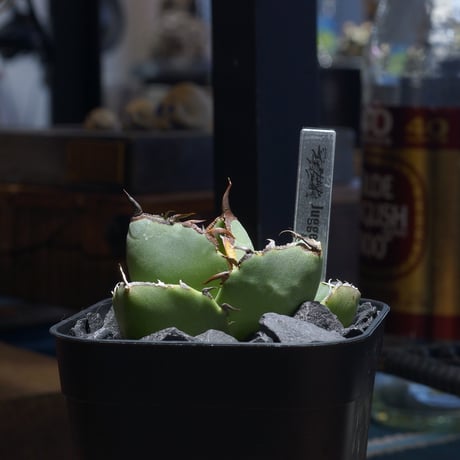 ジャガーノート | STORES