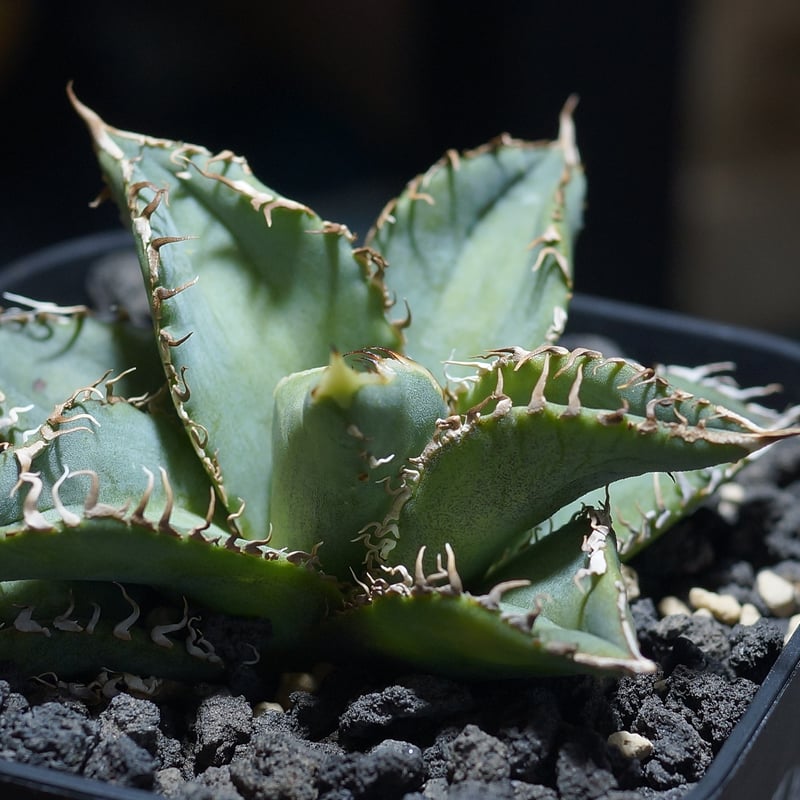 アガベ チタノタ 金蟾（キンセン）/ ks-01 | アガベ専門店 モンスター