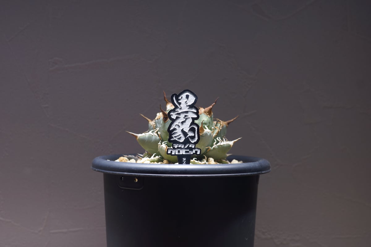 アガベ 品種 プランツタグ 黒】チタノタ 黒豹 | アガベ専門店