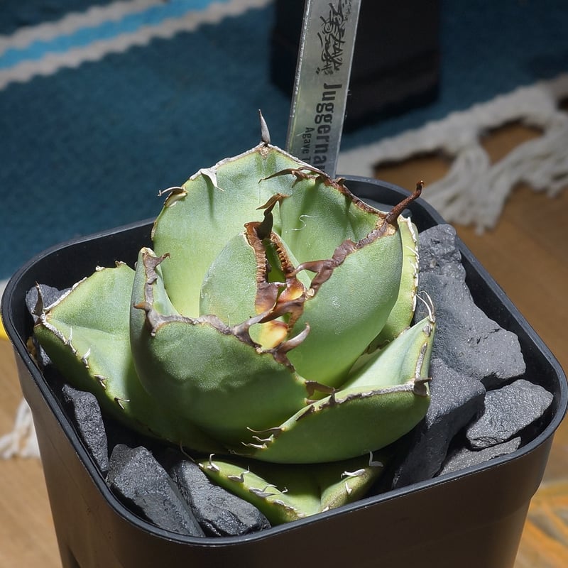 アガベ チタノタ ジャガーノート / JN-03 | アガベ専門店 モンスターハウス