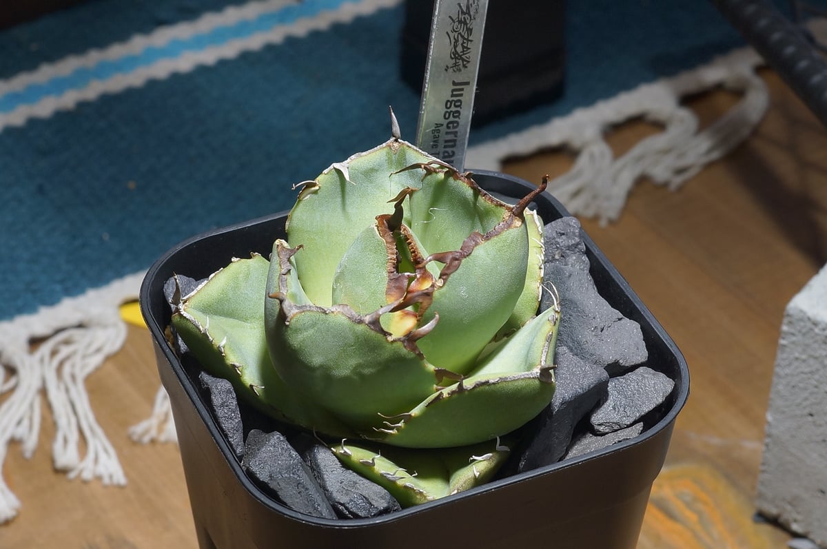 アガベチタノタ　ジャガーノート アガベ チタノタ ジャガーノート / JN-03 | アガベ専門店 モンスターハウス