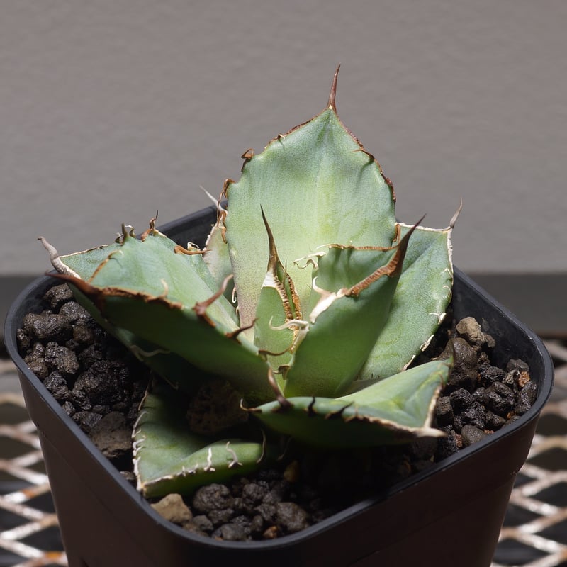 アガベ チタノタ 黒豹/子株 BP-06 | アガベ専門店 モンスターハウス