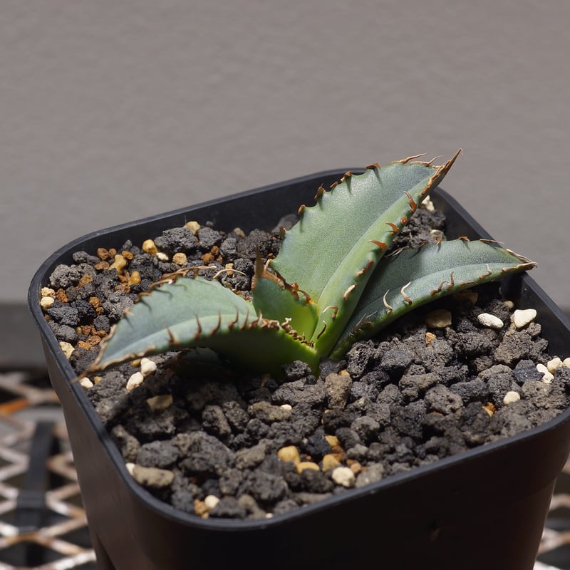 アガベ チタノタ　インドネシア厳龍 アガベ チタノタ インドネシア厳龍