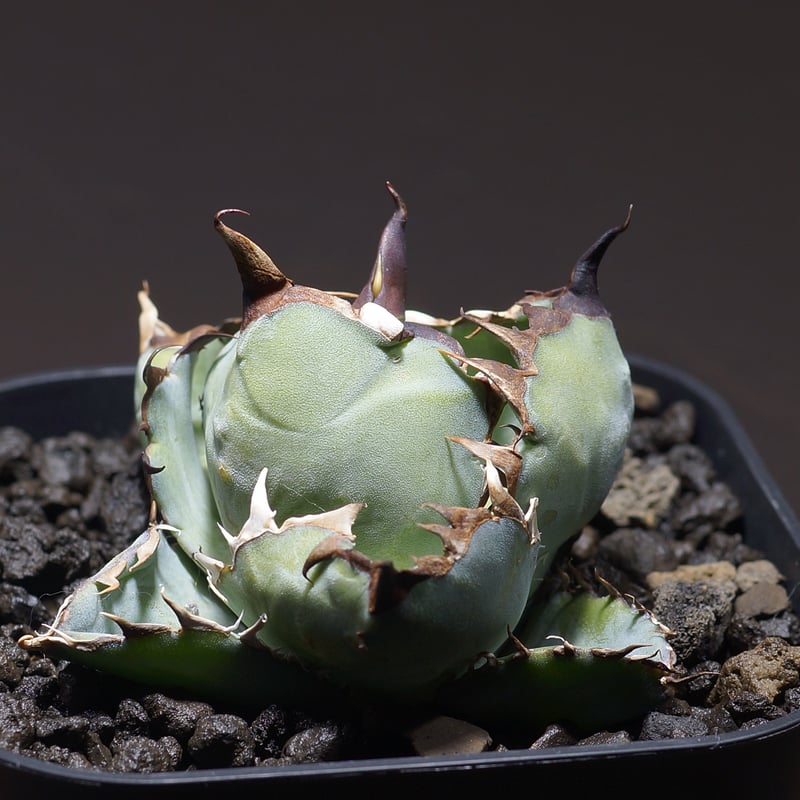 アガベ チタノタ ブラックアンドブルー/bb-27 | アガベ専門店