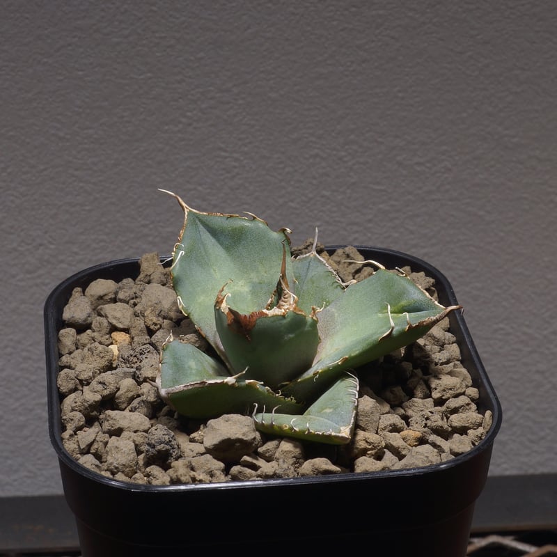 アガベ チタノタ 黒豹 OC 親株 子株付き 【Priki Plants】 アガベ チタノタ 黒豹 OC 親株 子株付き 【Priki Plants】