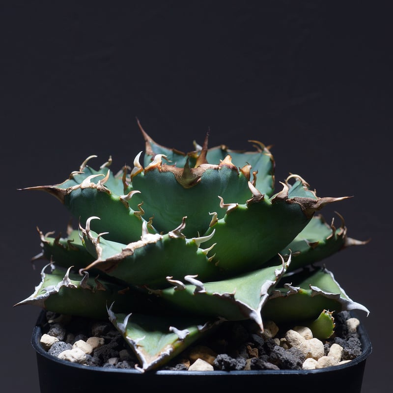 優良血統 希少株】アガベ バラクーダ（BR-08）インドネシア輸入株