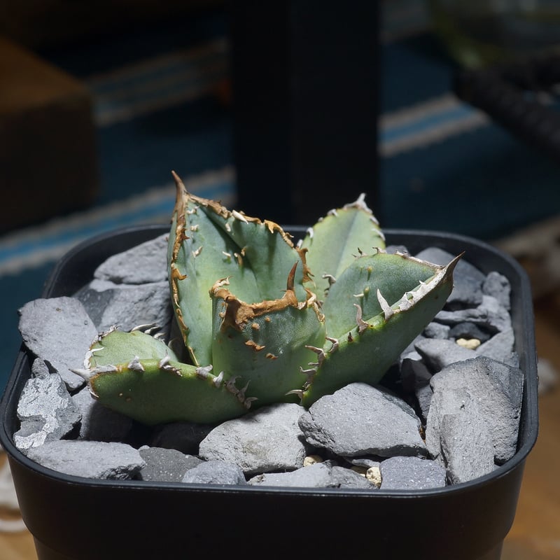 アガベ チタノタ 鰐亀 / WG-02 | アガベ専門店 モンスターハウス