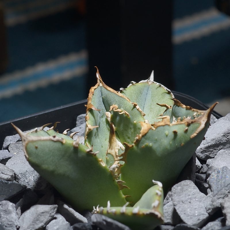 アガベ チタノタ 鰐亀 / WG-02 | アガベ専門店 モンスターハウス