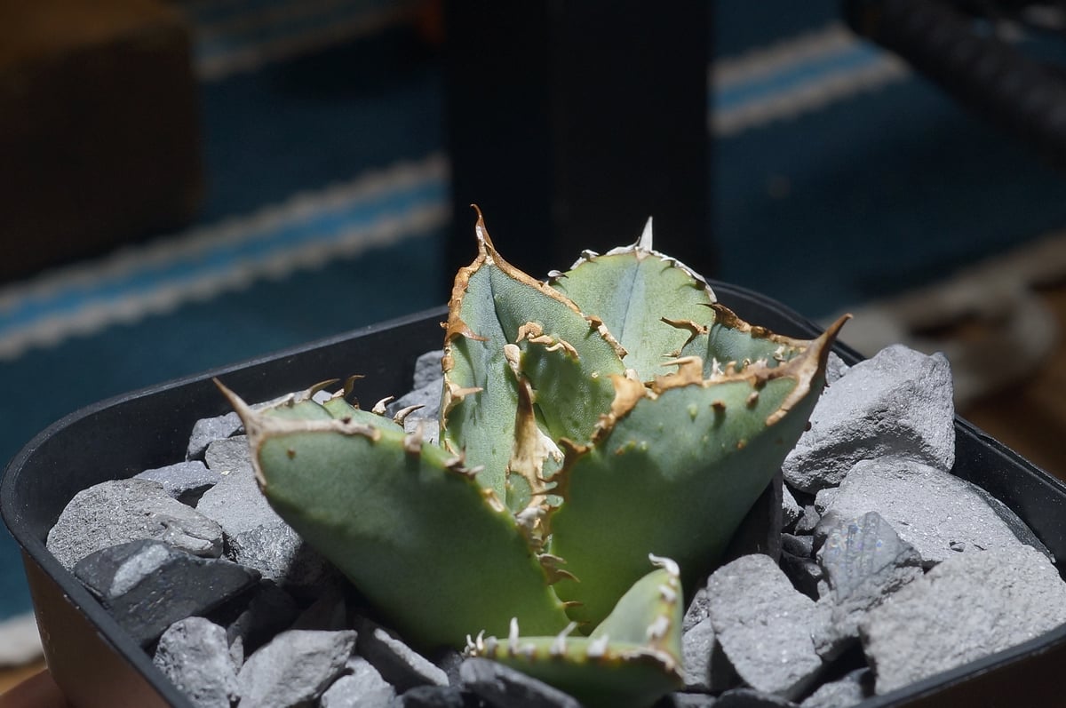 アガベ チタノタ 鰐亀 / WG-02 | アガベ専門店 モンスターハウス