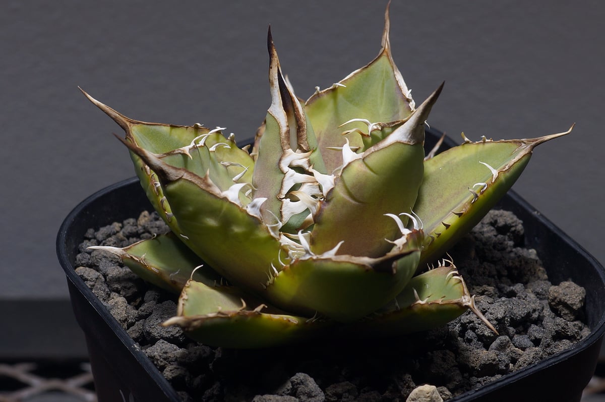 アガベ titanota No.1 ナンバーワン錦 チタノタ agave 発済 fit=scale-down,w=1200