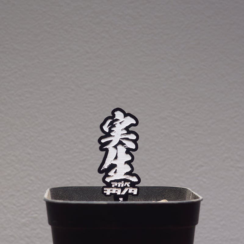 アガベ　チタノタ　実生 アガベ 品種 プランツタグ 黒】チタノタ 実生 | アガベ専門店