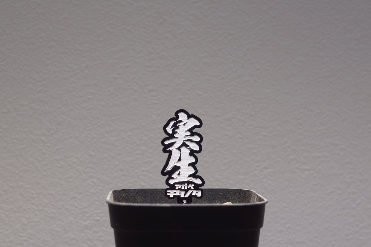 アガベ 品種 プランツタグ 黒】チタノタ 実生 | アガベ専門店