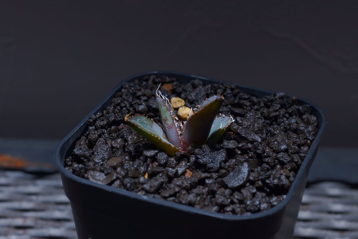 アガベ チタノタ ブラックアンドブルー（bb-16）BB子株 | アガベ専門店