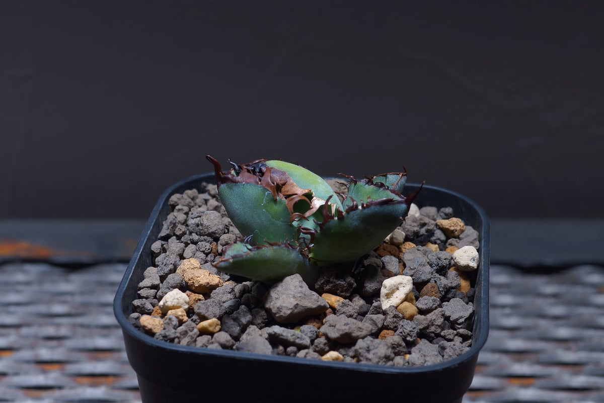 アガベ チタノタ ブラックアンドブルー/bb-23 | アガベ専門店