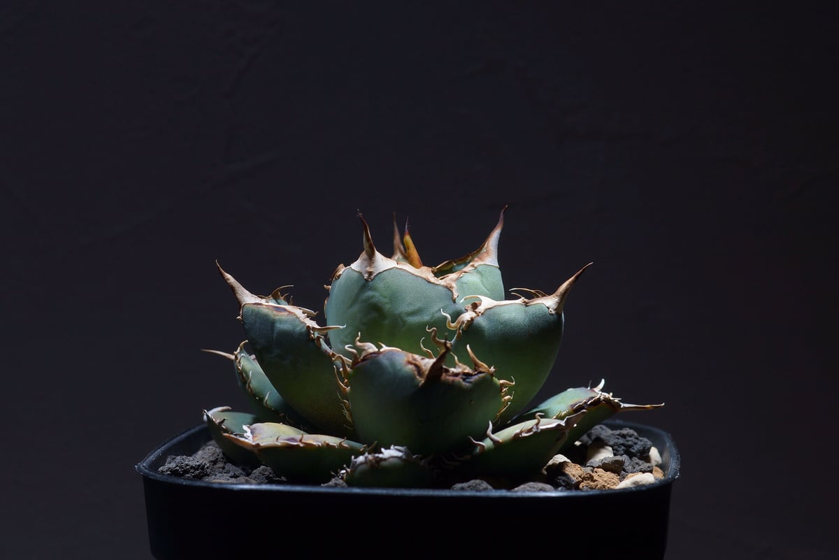 26 アガベ　オテロイ アガベ オテロイ（FO-076）コンパクタ Agave oteroi（FO-076